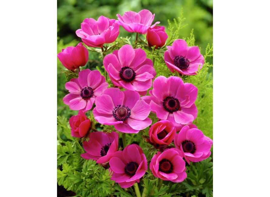 Bulbi de Anemone "Sylphide", 5 Bucati