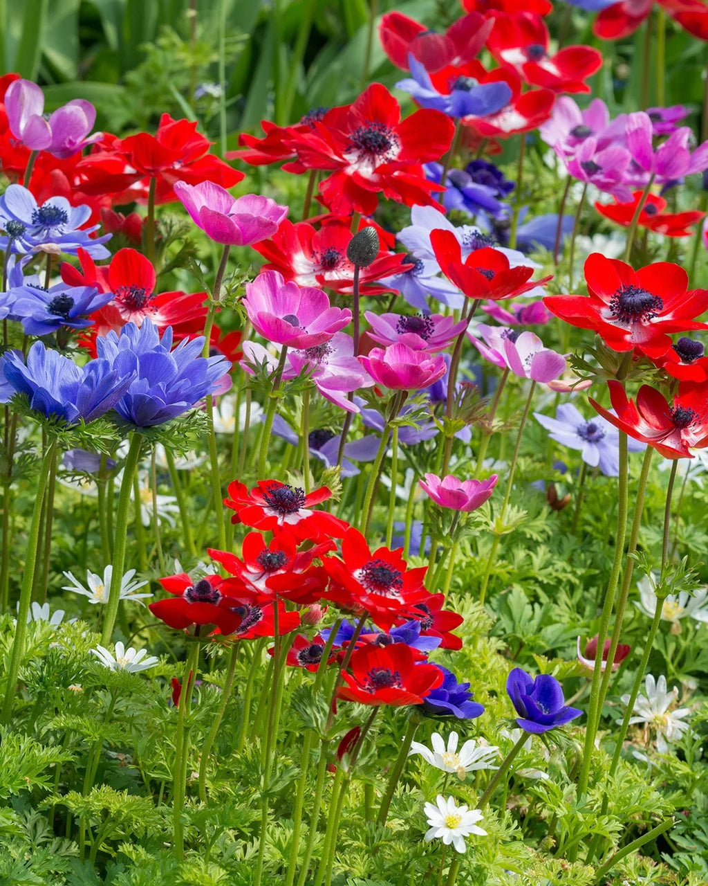 Bulbi Anemone de Caen - 10 Bucăți