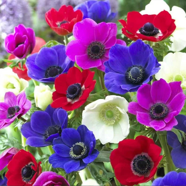 Bulbi Anemone de Caen - 10 Bucăți