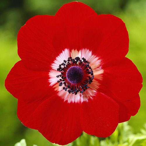 Bulbi de Anemone "Hollandia", 5 Bucati