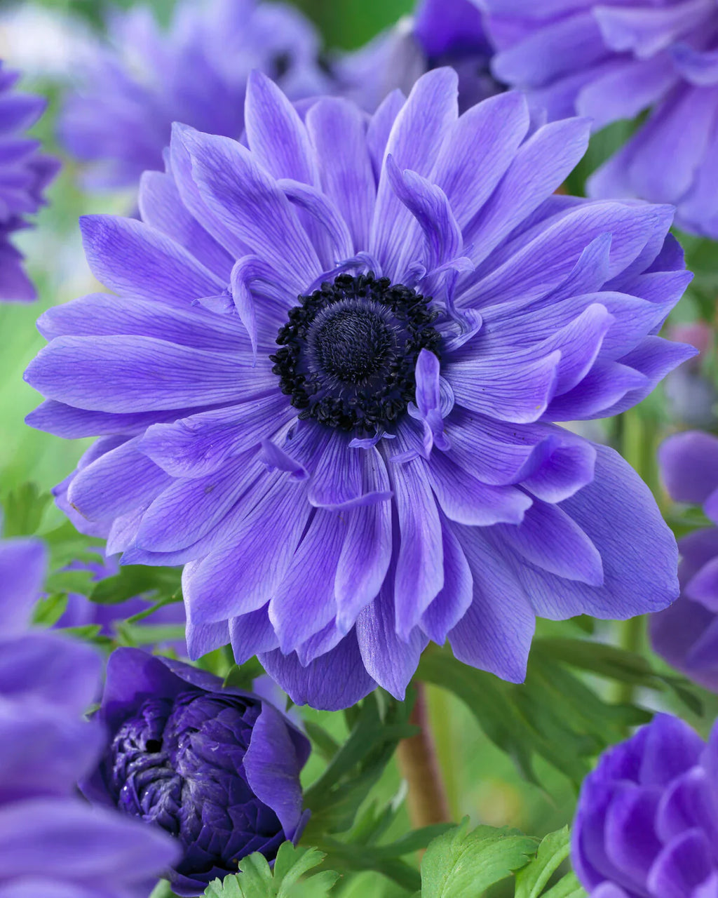 Bulbi Anemone - Lieutenant - 10 Bucăți