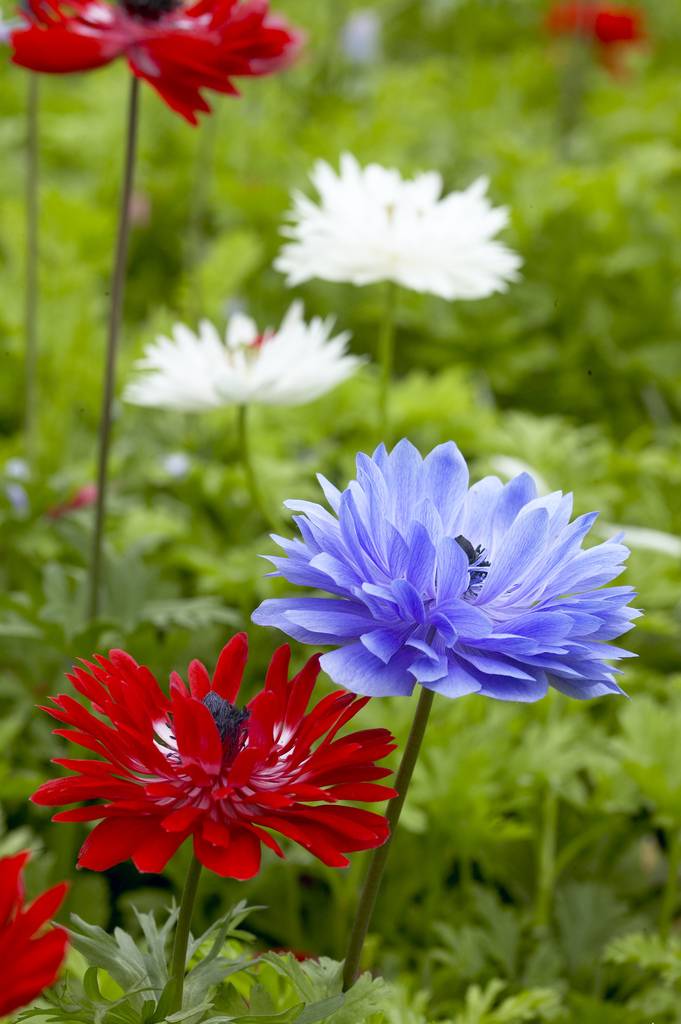 Bulbi Anemone - St. Brigid - 10 Bucăți