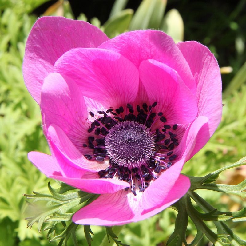 Bulbi de Anemone "Sylphide", 5 Bucati