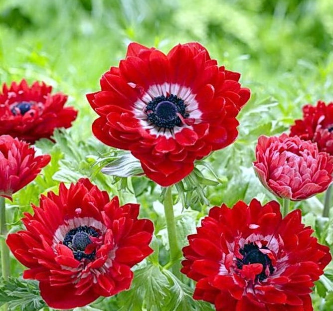 Bulbi Anemone - The Governor - 10 Bucăți