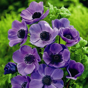 Bulbi de Anemone "Mr Fokker Coronaria", 5 Bucati