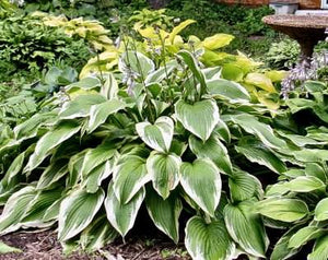 Bulbi de Hosta "Antioch", 1 Bucata