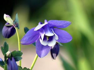 Bulbi de Caldaruse Aquilegia "Spring Magic Navy and White", 1 Bucata