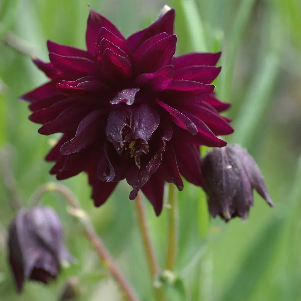 Bulbi de Căldărușe Aquilegia "Black Barlow", 1 Bucată, la ghiveci