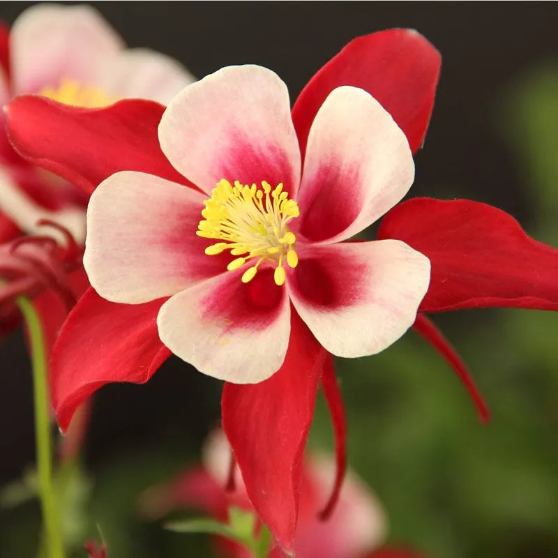 Bulbi de Căldărușe Aquilegia "Swan Red and White", 1 Bucată, la ghiveci