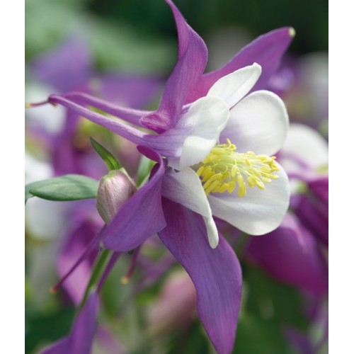 Bulbi de Caldaruse Aquilegia "Swan Lavender", 2 bucati