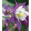 Bulbi de Caldaruse Aquilegia "Swan Lavender", 2 bucati