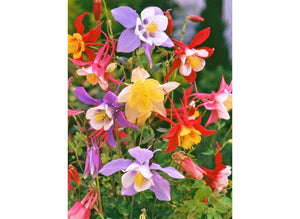 Bulbi de Caldaruse Aquilegia "McKanna Hybrids", Culori Mixt, 3 Radacini