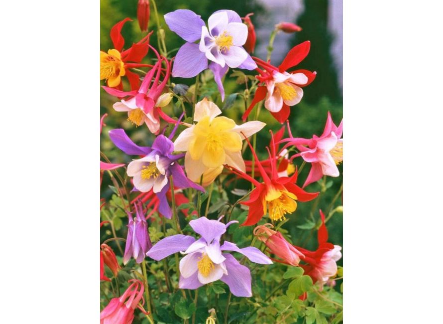 Bulbi de Caldaruse Aquilegia "McKanna Hybrids", Culori Mixt Premium, 10 bucati