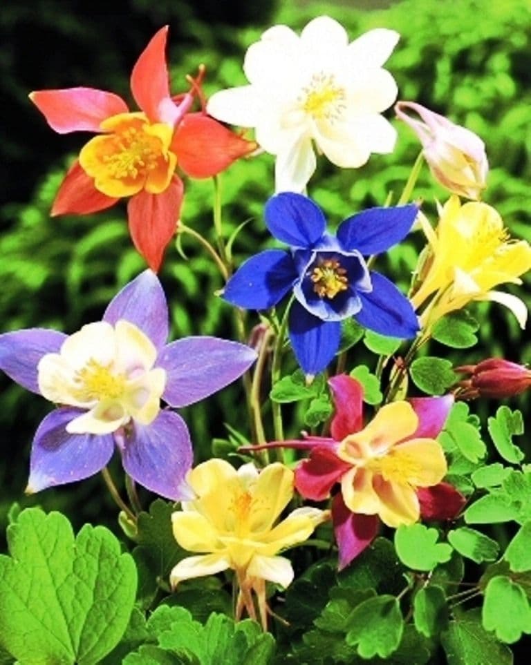 Bulbi de Caldaruse Aquilegia "McKanna Hybrids", Culori Mixt Premium, 10 bucati