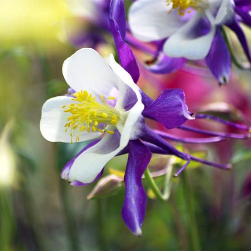 Bulbi de Caldaruse Aquilegia "McKanna Hybrids", Culori Mixt Premium, 10 bucati