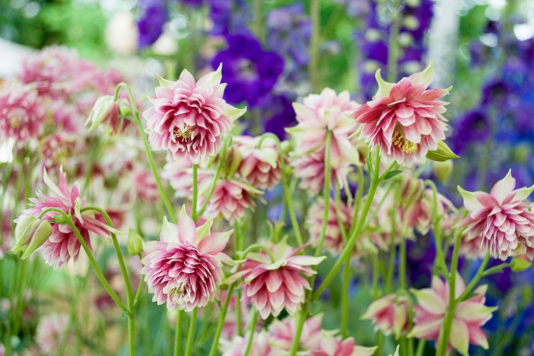 Bulbi de Caldaruse Aquilegia "Nora Barlow", 1 Bucata