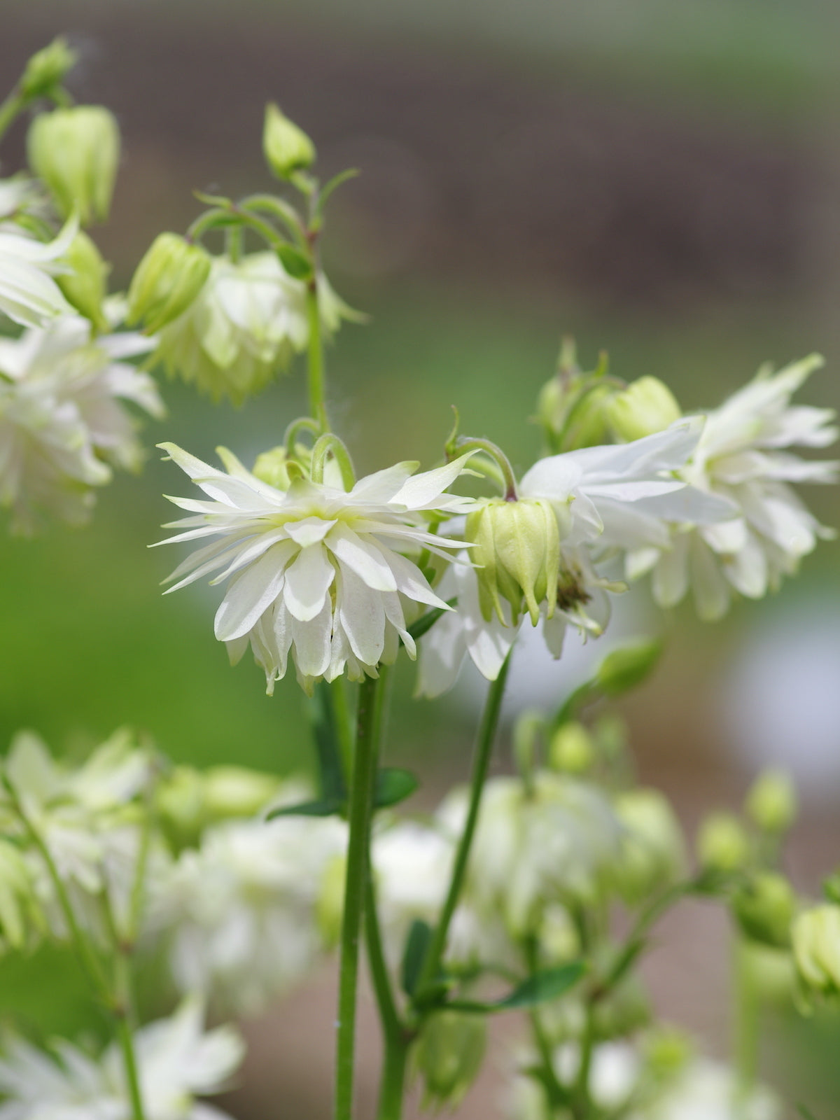 Bulbi de Caldaruse Aquilegia "White Barlow Vulgaris I", 1 Bucata