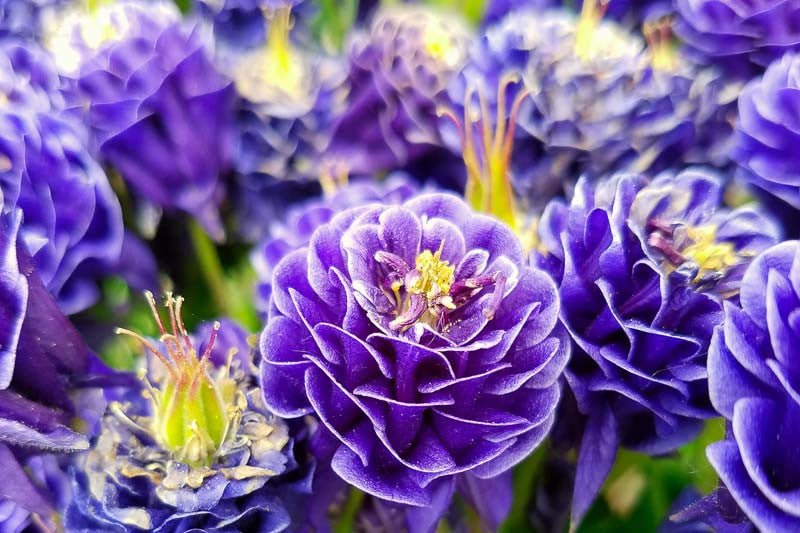 Bulbi de Caldaruse Aquilegia "Double Blue", 2 bucati
