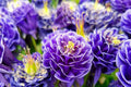 Bulbi de Caldaruse Aquilegia "Double Blue", 2 bucati