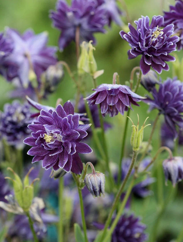 Bulbi de Căldărușe Aquilegia "Barlow Vulgaris I", 1 Bucată, la ghiveci