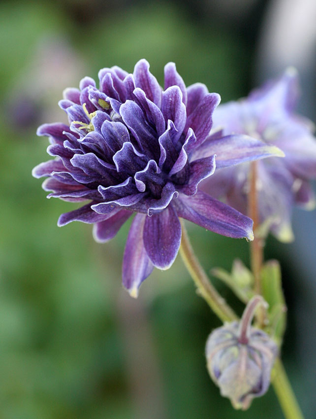 Bulbi de Caldaruse Aquilegia "Barlow Vulgaris I", 1 Bucata, la ghiveci