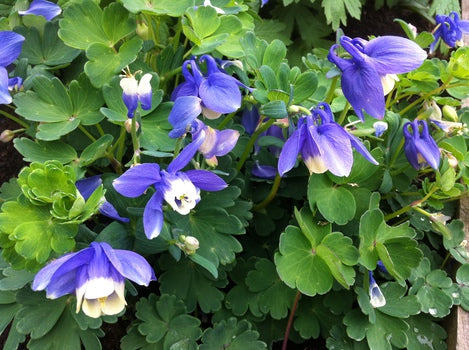 Bulbi de Caldaruse Aquilegia "Ministar", 2 bucati