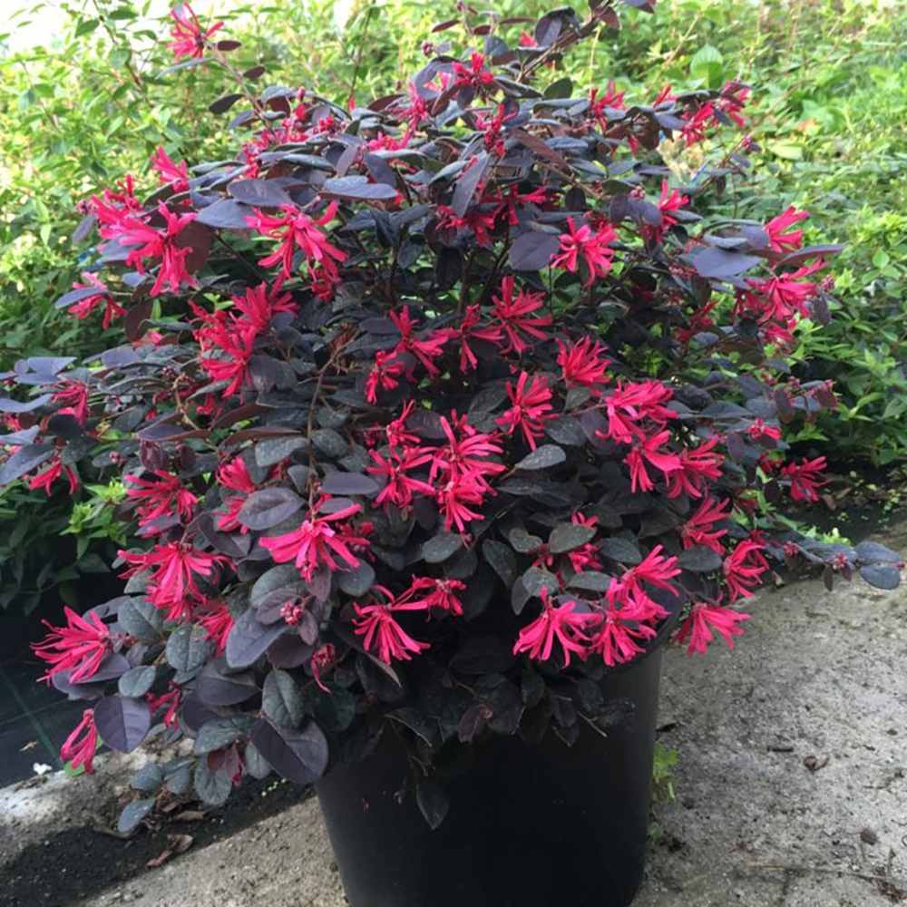 Arbust Chinezesc "Loropetalum Black Pearl", la Ghiveci de 6L, 1 Bucata