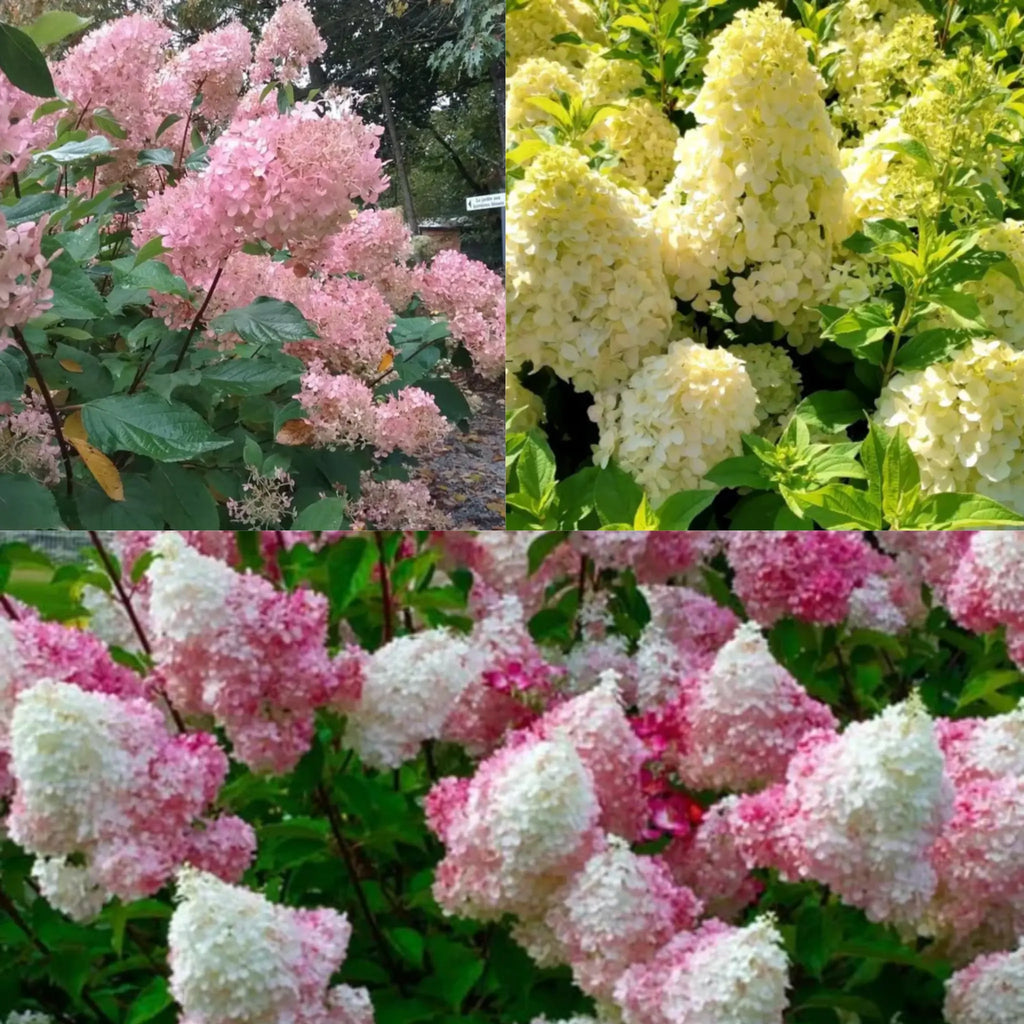 arbusti ornamentali hortensia