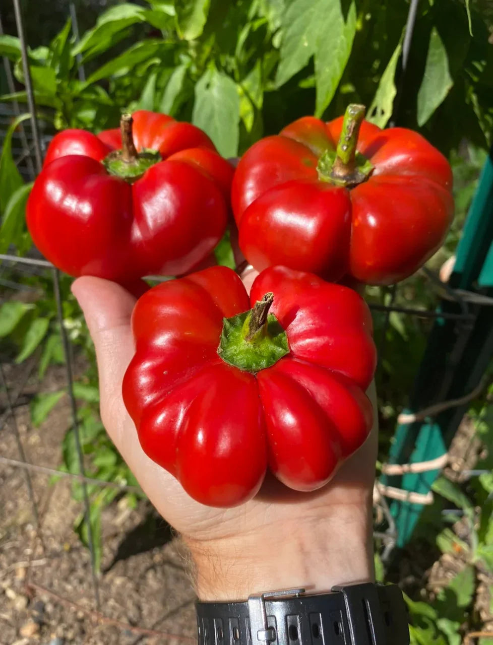 Semințe de Ardei Gogoșar "Centenar" 0.3g