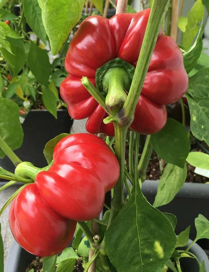 Semințe de Ardei Gogoșar "Creolica", 0.3g