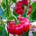 Semințe de Ardei Gogoșar "Topepo Rosso", 7g