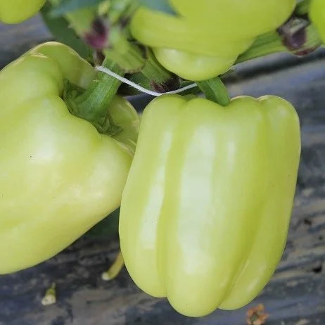 Semințe de Ardei Gras "Dariana", 0.3g