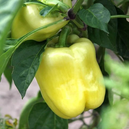 Seminte de Ardei Gras "Getic", 5g