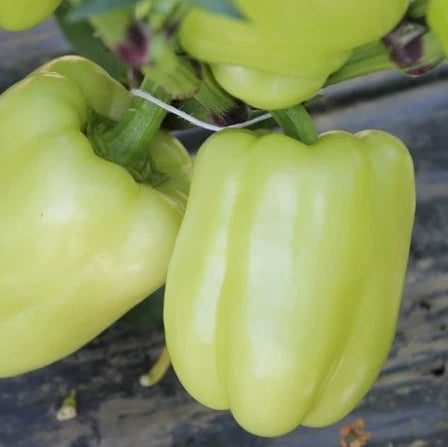 Semințe de Ardei Gras "Getic", 0.5g