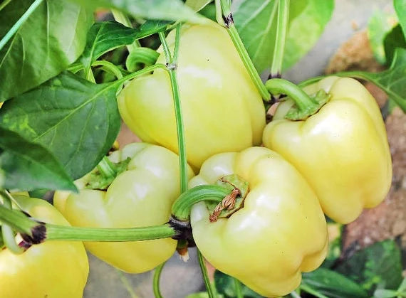 Semințe de Ardei Gras "Soroksary", 0.7g