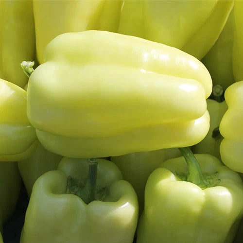 Semințe de Ardei Gras "Dariana", 0.3g