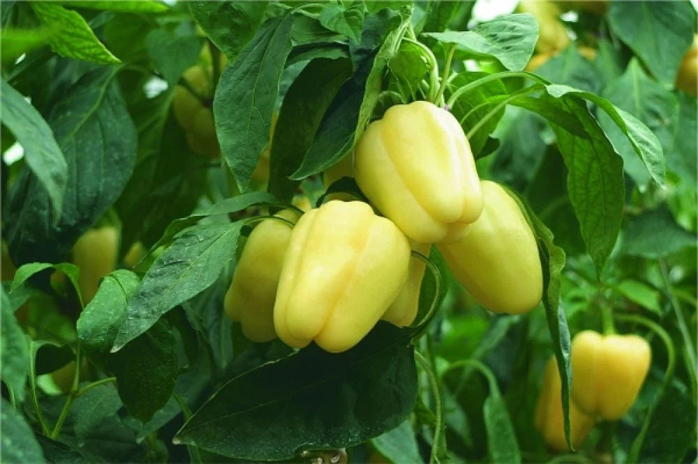 Semințe de Ardei Gras "Dariana", 0.3g