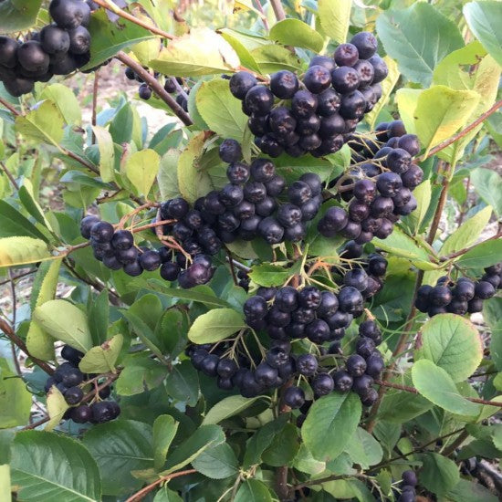 Aronia - Hugin la Ghiveci