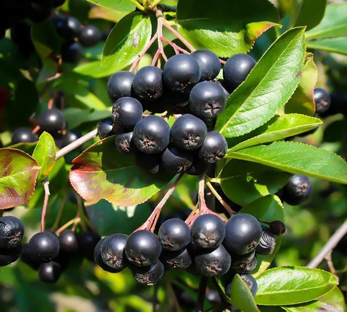 Aronia Nero la Ghiveci, 1 Bucata