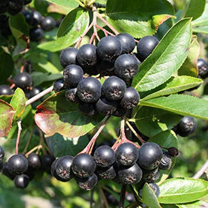 Aronia "Viking", Anul 2, 1 Bucata