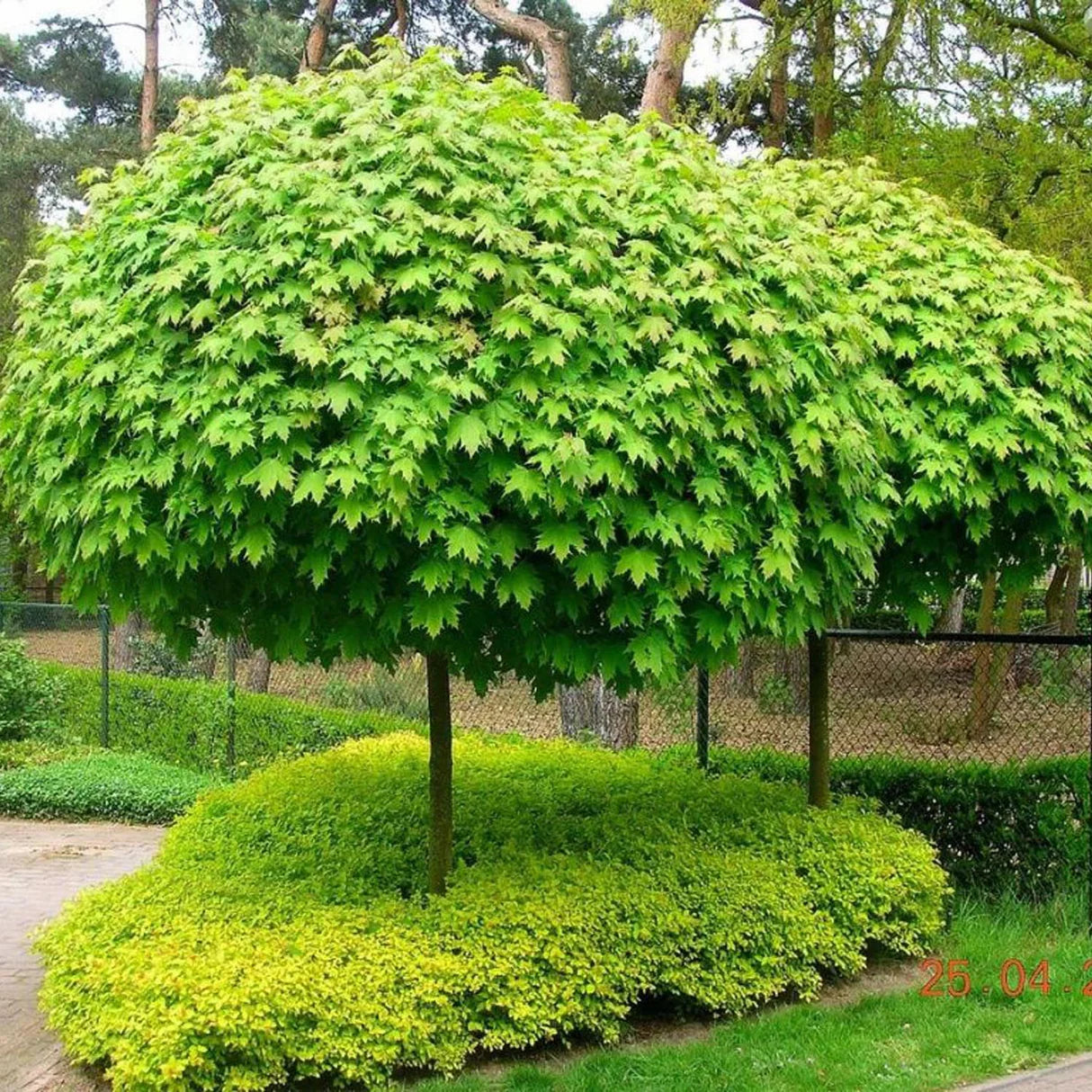 Artar Globular Verde, 1 Bucata