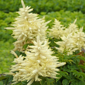 Aruncus Aethusifolius (Barba Caprei), 1 bucata