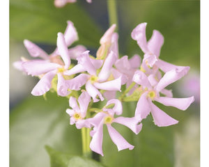 Iasomie Stelata "Jasminum Officinale", Roz, la Ghiveci de 3L, 1 Bucata