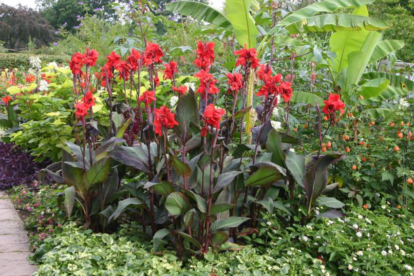 assautw_5c13ad4b-1cd2-4edc-a91f-83eb45e3068e - Fitza Florilor