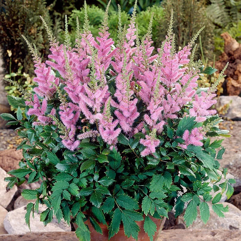 Bulbi Astilbe - Pumila - Roz Deschis - 1 buc - Ghiveci