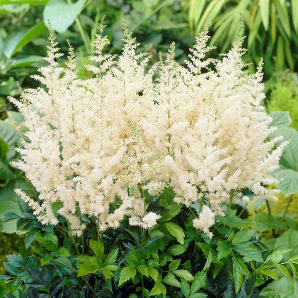 Bulbi Astilbe - Diamant - Alb - 1 buc - Ghiveci