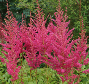 Bulbi de Astilbe "Granat", Roz Inchis, 1 Bucata