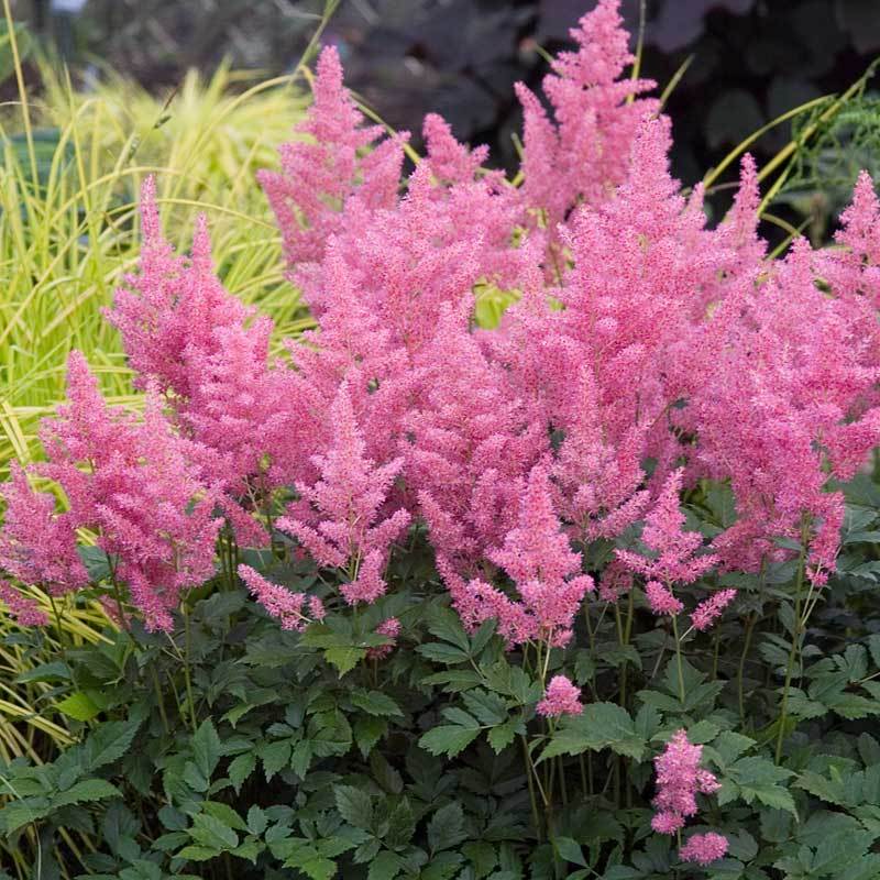 Astilbe Roz, 1 Bucata