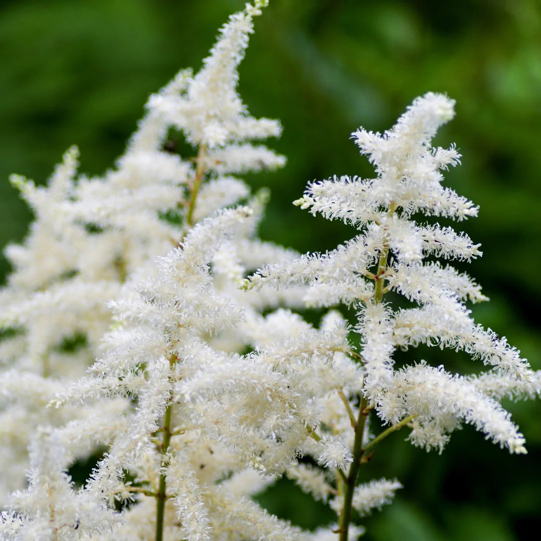 Astilbe Alb, 1 Bucata