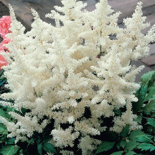 Astilbe Alb, 1 Bucata